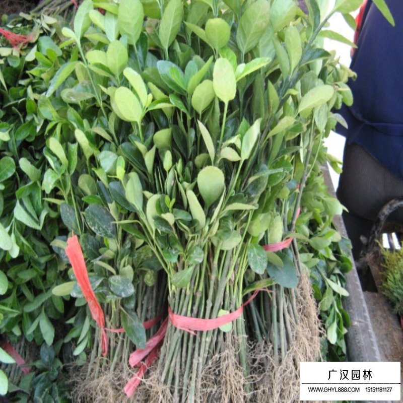 扶芳藤和小葉扶芳藤區(qū)別