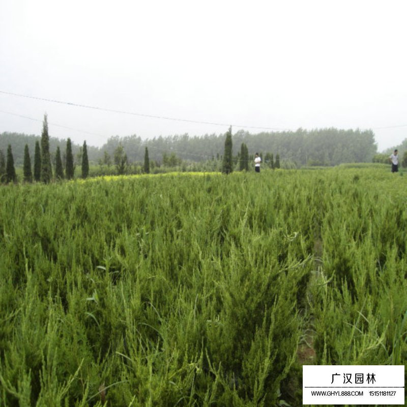 龍柏與真柏以及地柏的區(qū)別(圖7)