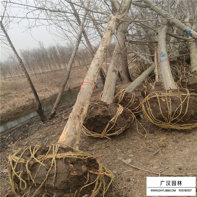 法桐樹(shù)基地