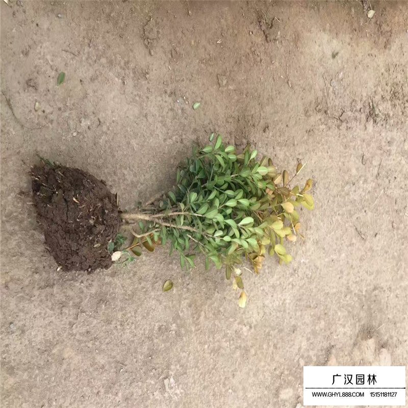 瓜子黃楊苗基地