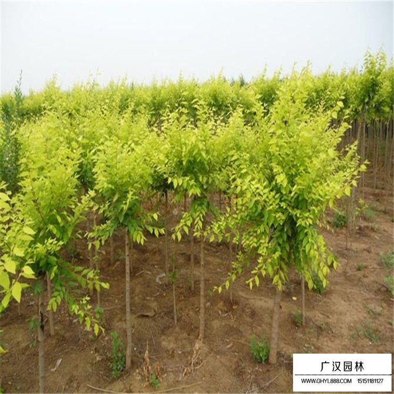 金葉榆田間管理