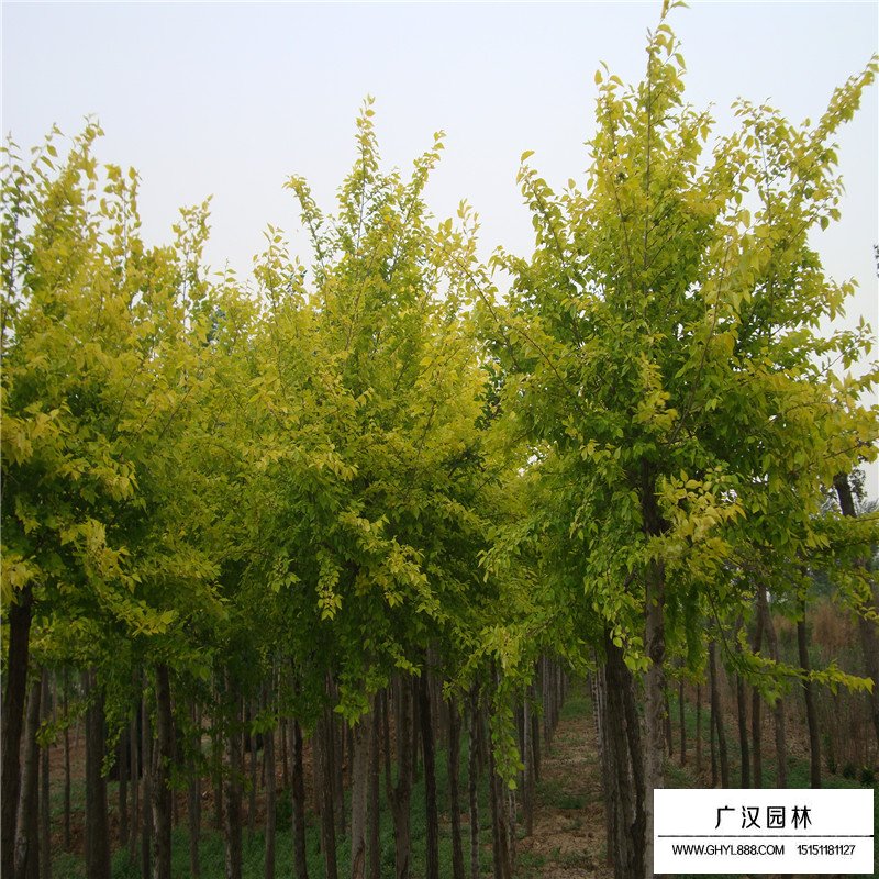 金葉榆綠化應(yīng)用