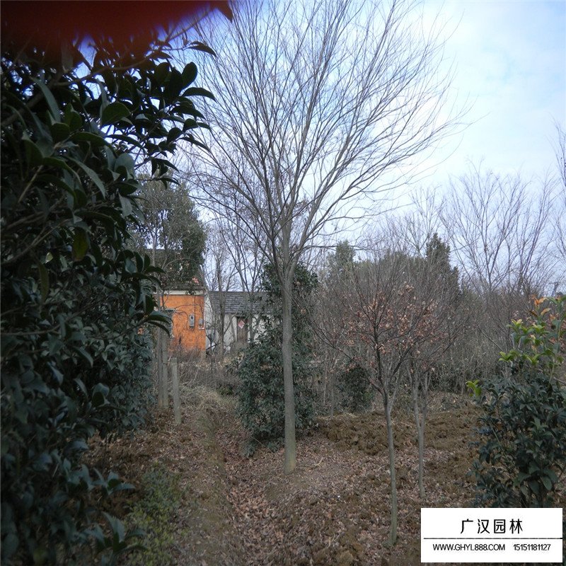 櫸樹病蟲害防治