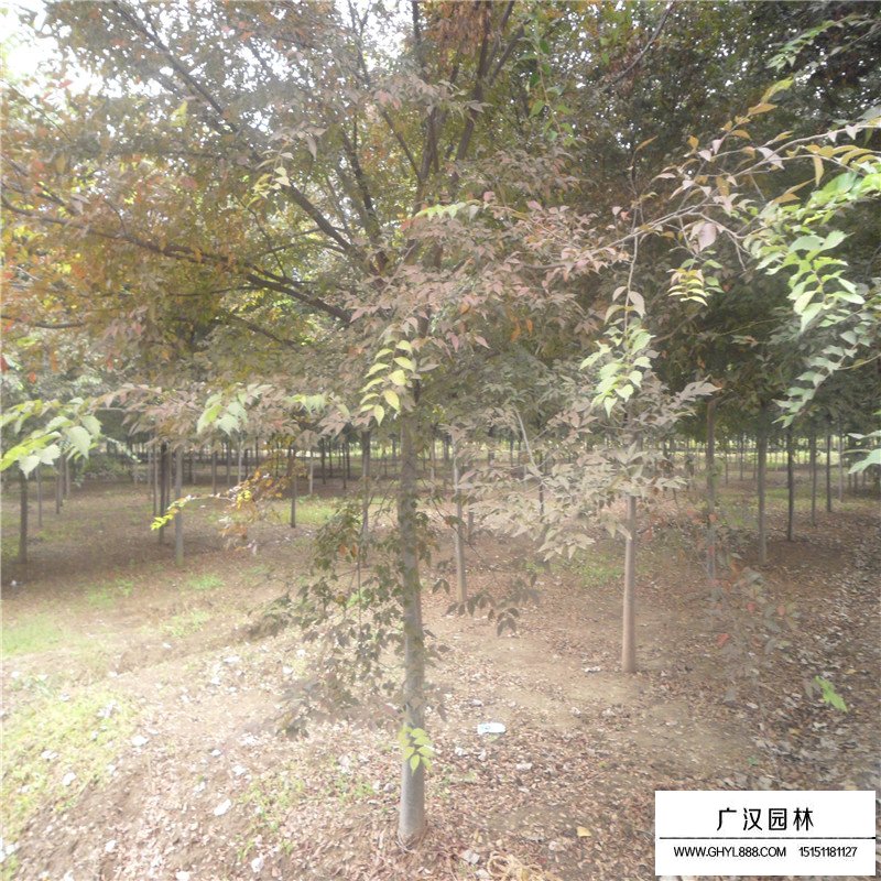 櫸樹(shù)育苗方法