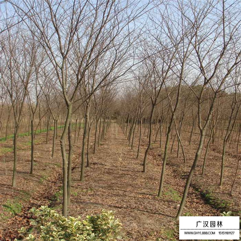 櫸樹(shù)種植方法