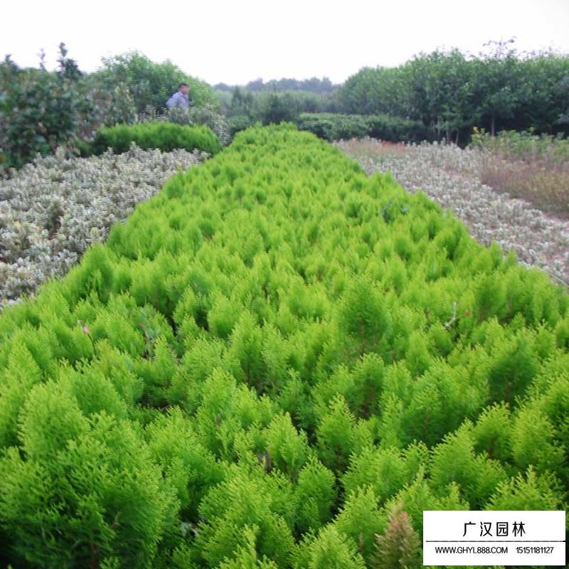 灑金柏栽培技術(shù)