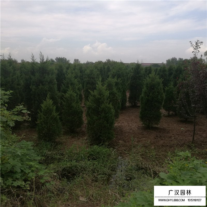 塔柏樹(shù)移栽時(shí)間