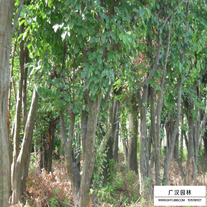 木瓜海棠與貼梗海棠區(qū)別