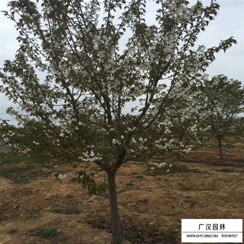 日本晚櫻和日本早櫻區(qū)別