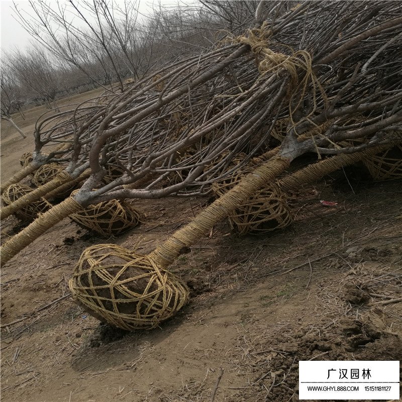 日本晚櫻和日本早櫻區(qū)別