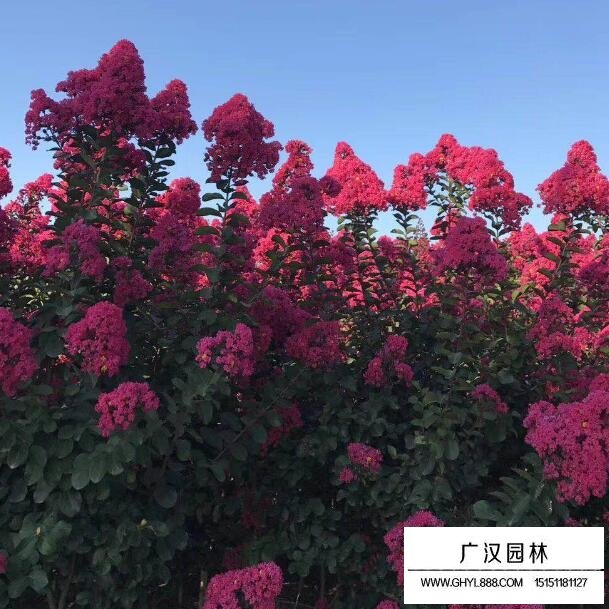 美國天鵝絨紫薇