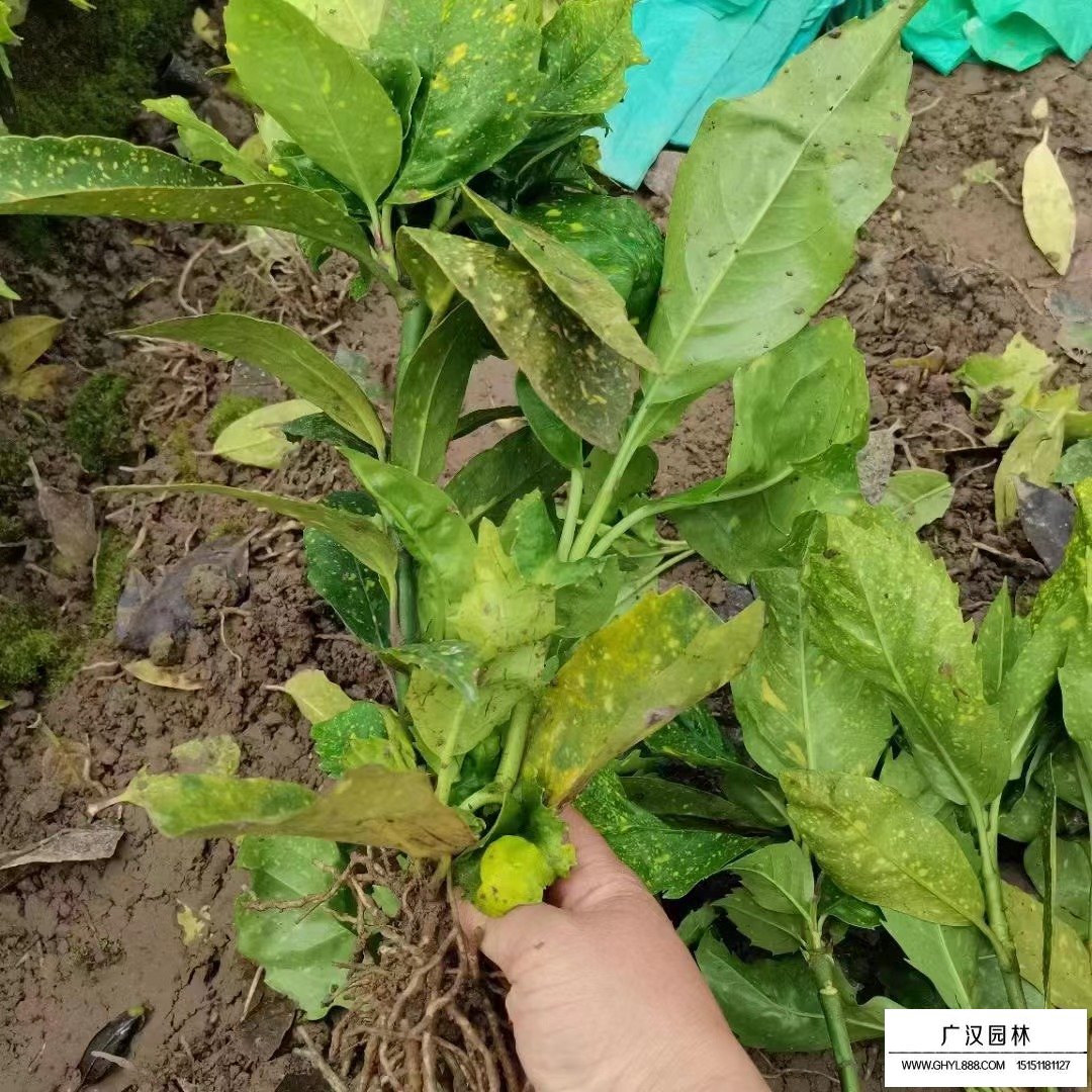 灑金珊瑚是什么植物？(圖2)