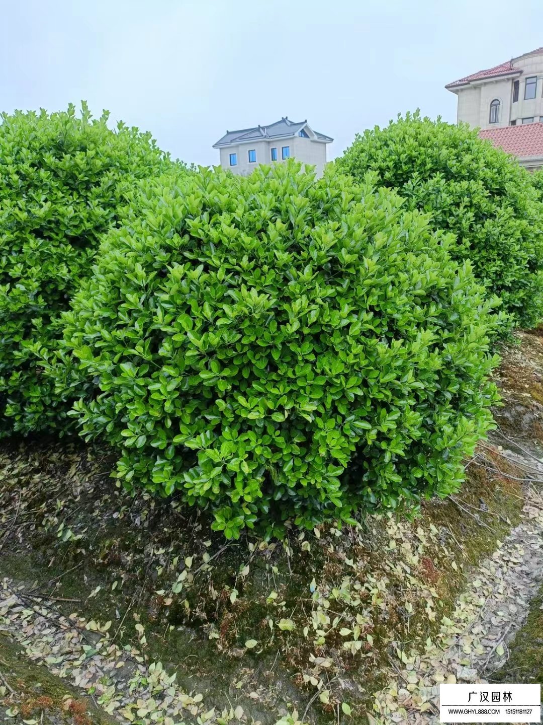 大葉黃楊球行情(圖3)