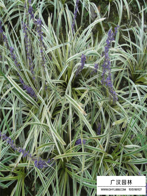 金邊麥冬草長什么樣子？(圖4)