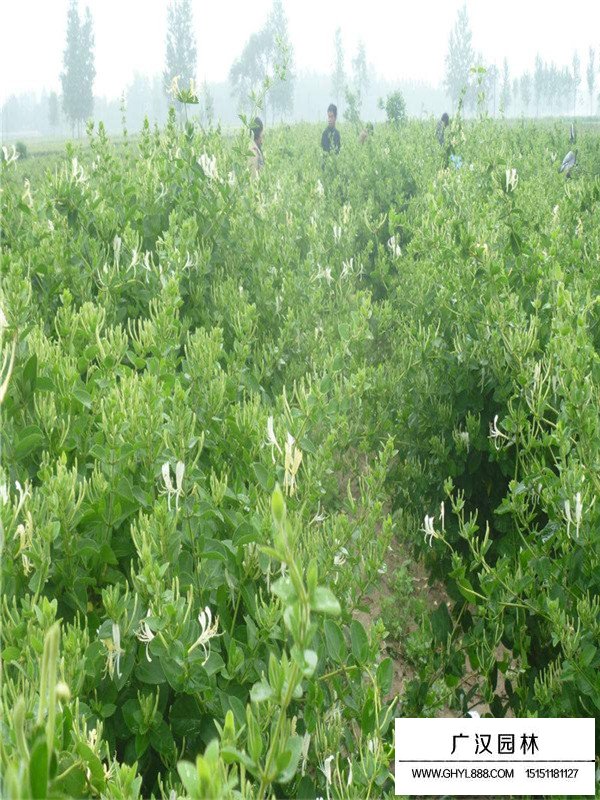 金銀木和金銀花怎么區(qū)分？(圖3)