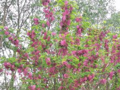 叢生富貴樹(shù)