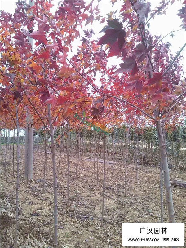 美國(guó)紅楓是什么樹(shù)？(圖4)