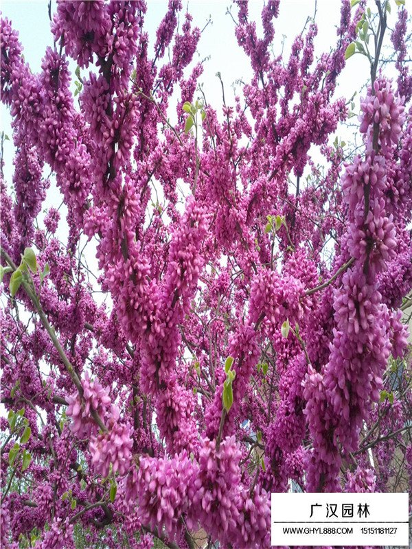 巨紫荊