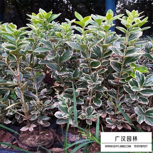 金邊黃楊 金邊黃楊