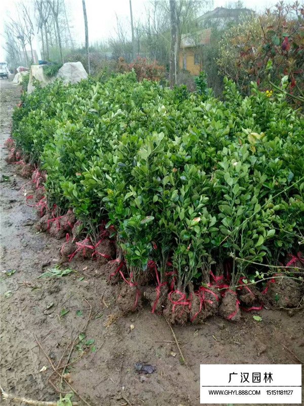 大葉黃楊 大葉黃楊