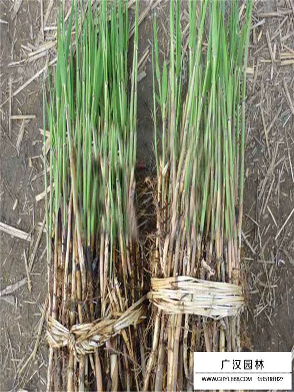 蘆葦苗