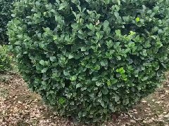 膠東衛(wèi)矛球