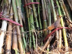 蘆葦苗