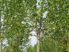 法國(guó)梧桐