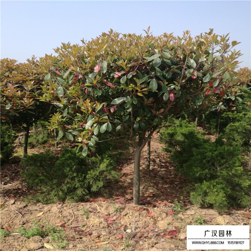 獨(dú)桿石楠圖片以及特點(diǎn)