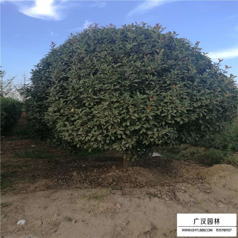 獨(dú)桿石楠圖片以及特點(diǎn)