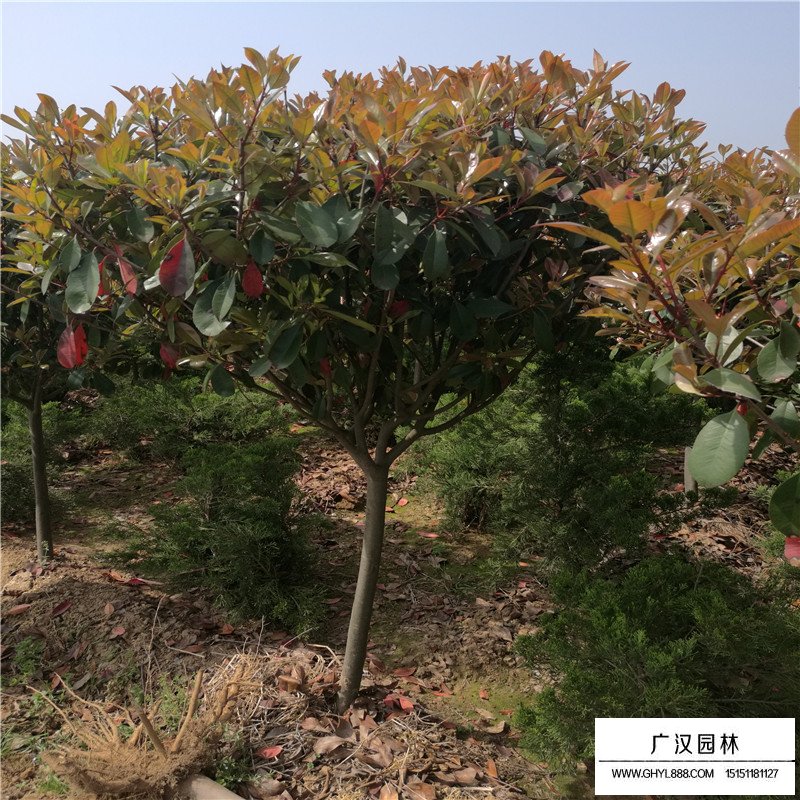 獨(dú)桿石楠圖片以及特點(diǎn)