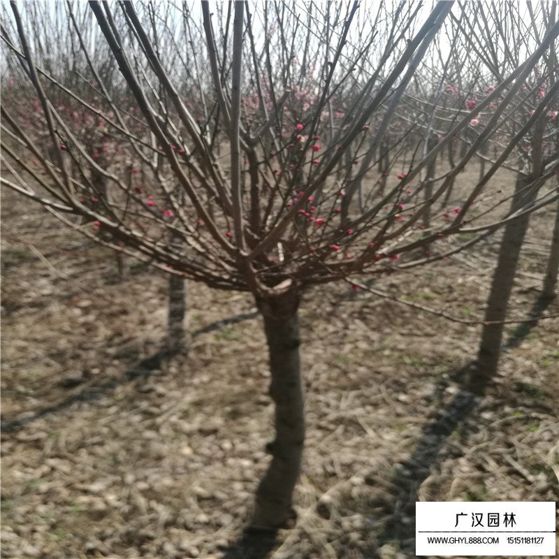紅梅價(jià)格