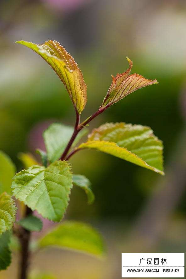 榆葉梅葉片