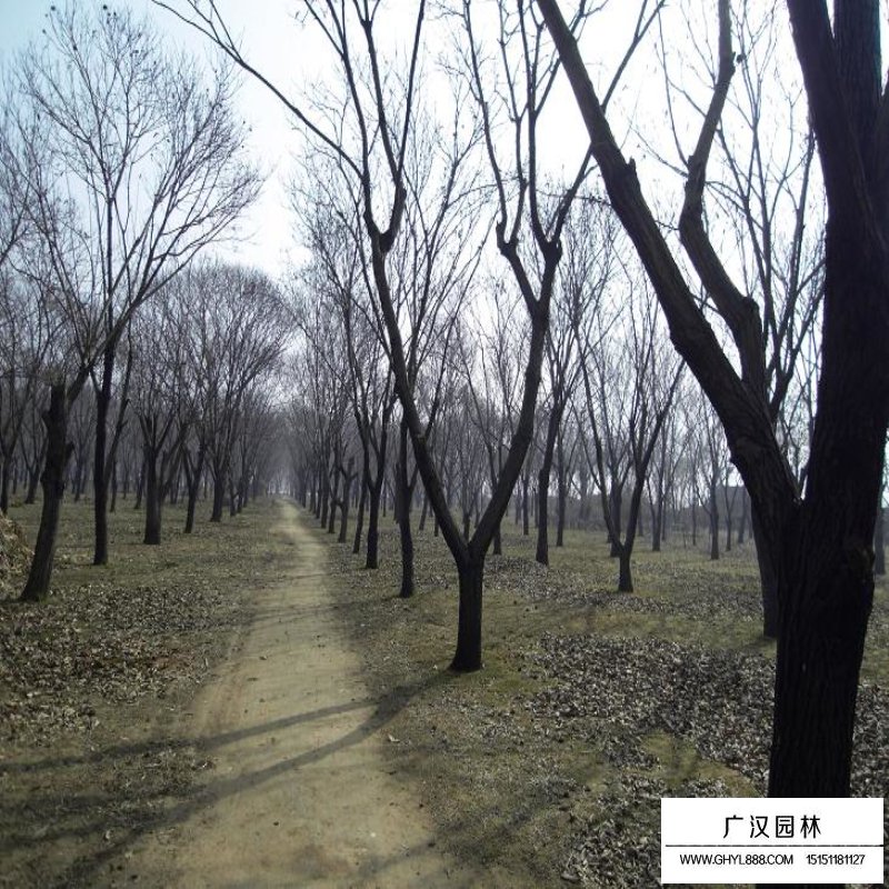 板栗樹的種植方法