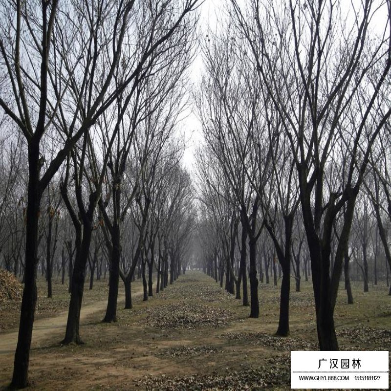 板栗樹的種植方法