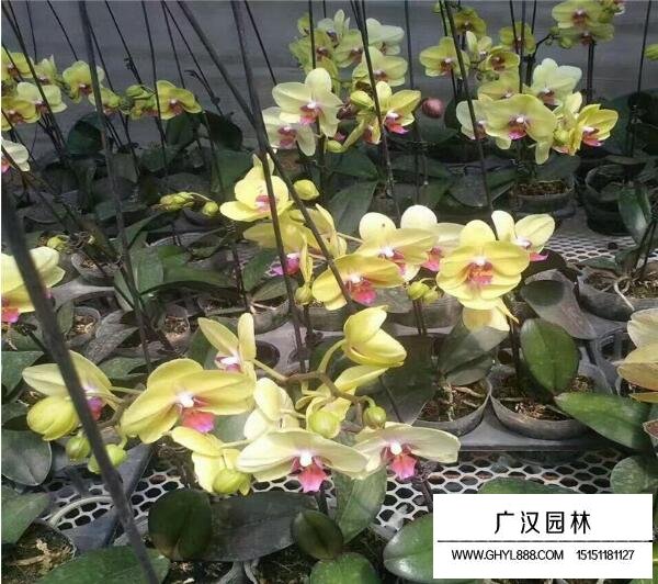 蝴蝶蘭都有哪些規(guī)格