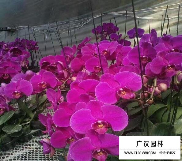 蝴蝶蘭的市場行情