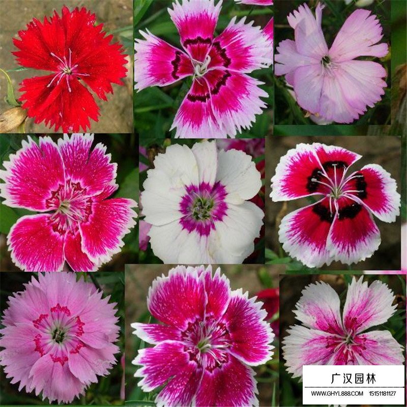 常夏石竹如何區(qū)分