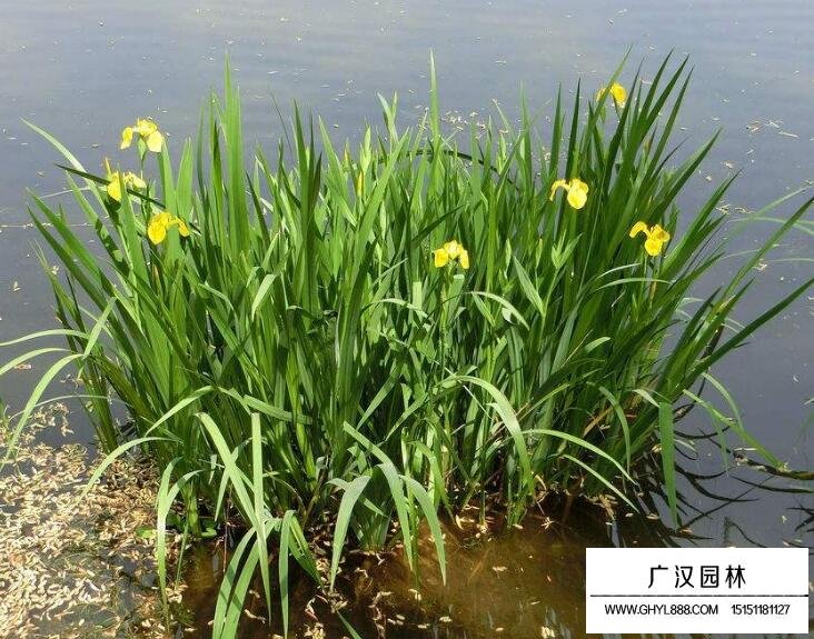 菖蒲的種植基地