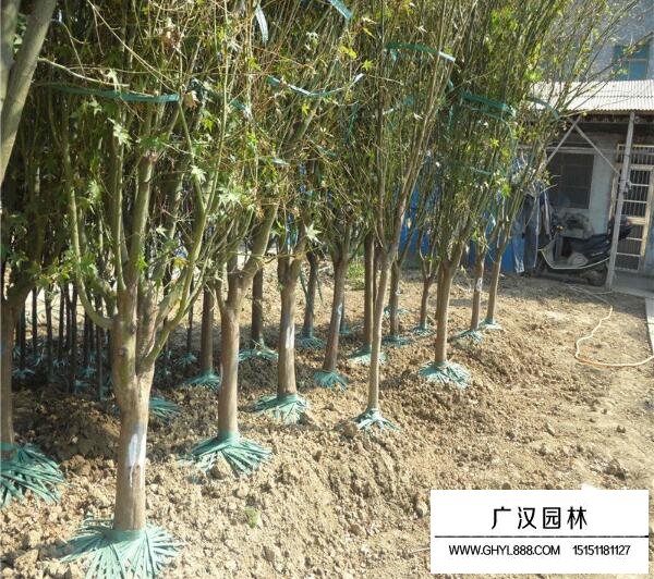 2018年雞爪槭的市場行情