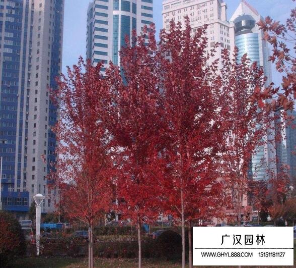 美國紅楓樹苗的價格