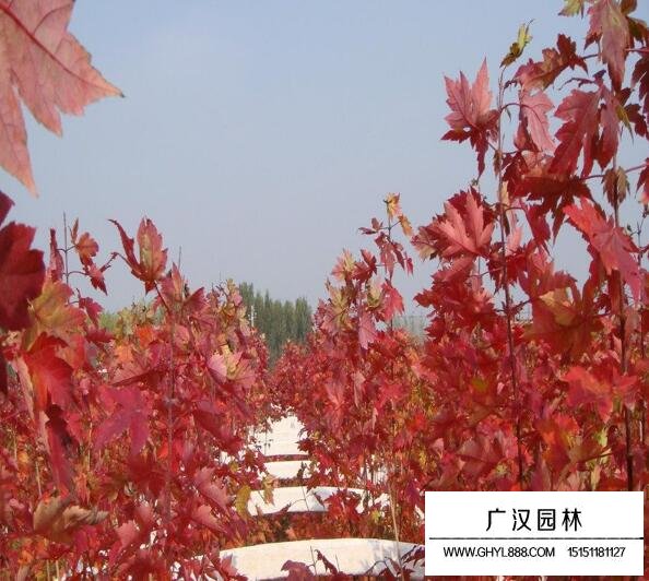 美國紅楓樹苗的價格
