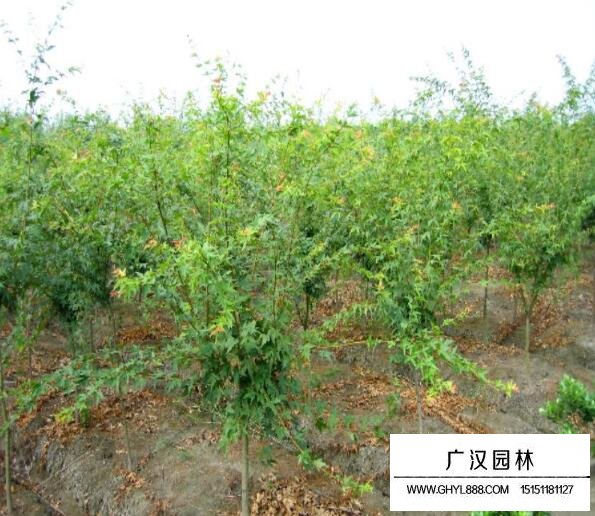 雞爪槭的2018年的價格