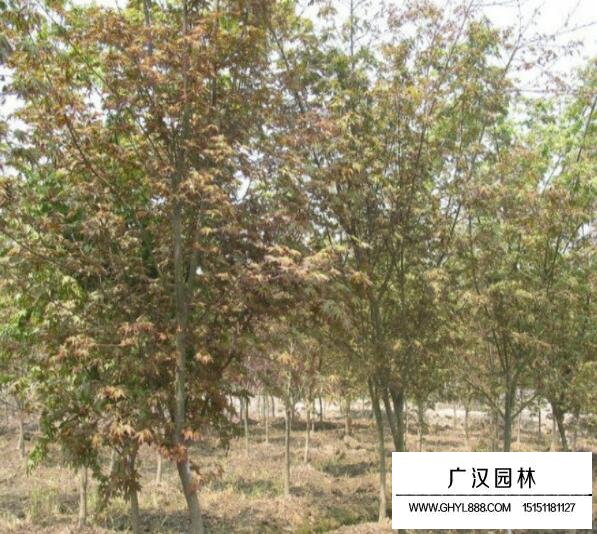 雞爪槭的2018年的價格