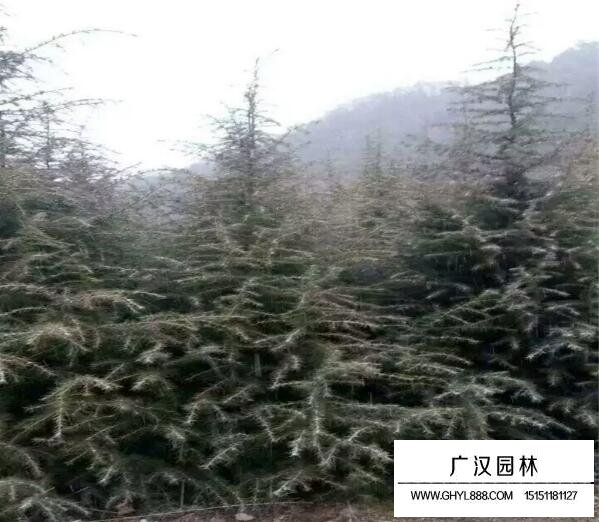 雪松的基地—沭陽縣廣漢園林
