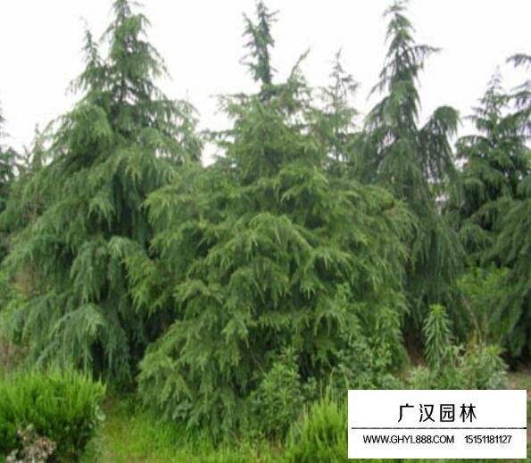 雪松的基地—沭陽縣廣漢園林