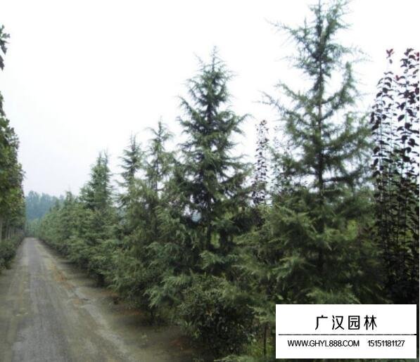 雪松的基地—沭陽縣廣漢園林