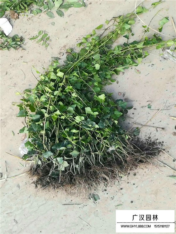 常青藤的圖片大全