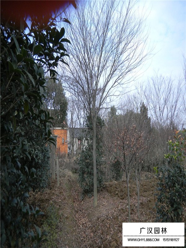 20公分櫸樹價(jià)格