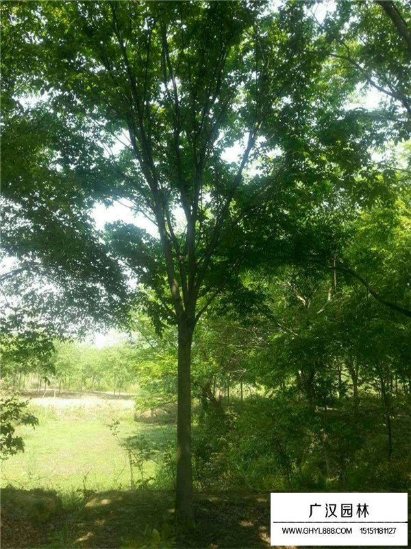 20公分櫸樹價(jià)格